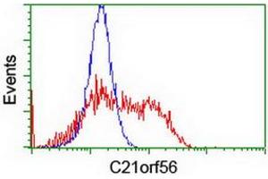 HEK293T cells transfected with either RC224562 overexpress plasmid (Red) or empty vector control plasmid (Blue) were immunostained by anti-C21orf56 antibody (ABIN2455739), and then analyzed by flow cytometry.