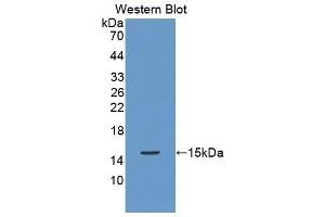 Detection of Recombinant OT, Mouse using Polyclonal Antibody to Preprooxytocin (OT) (OXT antibody  (AA 20-124))