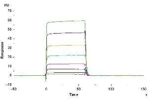 Fc Fragment of IgG, Low Affinity IIa, Receptor (CD32) (FCGR2A) (AA 36-218) protein (His-Avi Tag,Biotin)