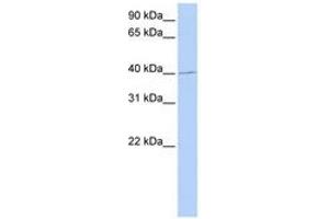Image no. 1 for anti-Paired Box 1 (PAX1) (AA 216-265) antibody (ABIN6741418) (PAX1 antibody  (AA 216-265))