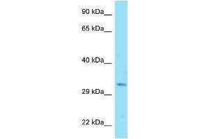 WB Suggested Anti-Dnajc25 Antibody   Titration: 1. (DNAJC25 antibody  (Middle Region))