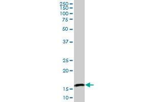PPIL3 MaxPab polyclonal antibody. (PPIL3 antibody  (AA 1-161))