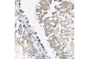 Immunohistochemistry of paraffin-embedded rat testis using  antibody  at dilution of 1:100 (40x lens). (ASZ1 antibody  (AA 1-350))