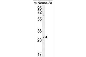 TMEM65 Antibody (N-term) (ABIN654318 and ABIN2844101) western blot analysis in mouse Neuro-2a cell line lysates (35 μg/lane).
