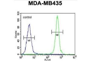 ALKBH6 Antibody (Center) flow cytometric analysis of MDA-MB435 cells (right histogram) compared to a negative control cell (left histogram). (ALKBH6 antibody  (Middle Region))