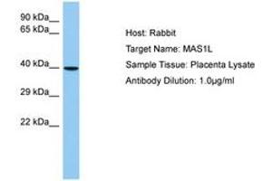 Image no. 1 for anti-MAS1 Oncogene Like Protein (MAS1L) (N-Term) antibody (ABIN6750212) (MAS1L antibody  (N-Term))