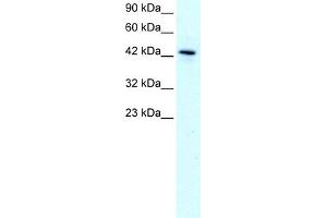WB Suggested Anti-KLF15 Antibody Titration:  1. (KLF15 antibody  (N-Term))