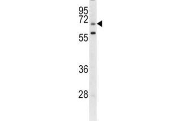 LRRC32 antibody  (AA 234-260)