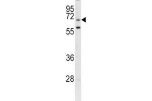 LRRC32 antibody  (AA 234-260)