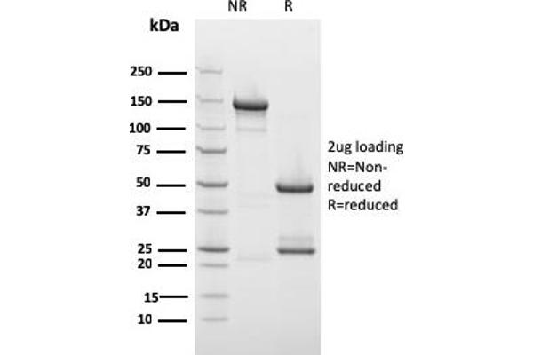 DBN1 antibody  (AA 150-281)