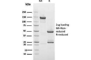 SDS-PAGE Analysis Purified Drebrin-1 Mouse Monoclonal Antibody (DBN1/2879).