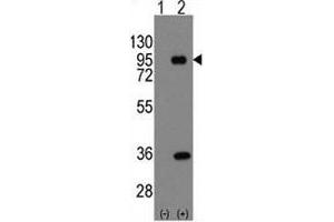 Western Blotting (WB) image for anti-Prospero Homeobox 1 (PROX1) (AA 185-214) antibody (ABIN3032343)