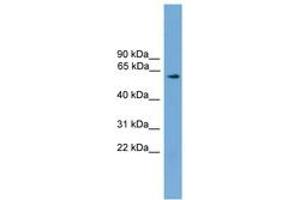 Image no. 1 for anti-Resistance To Inhibitors of Cholinesterase 8 Homolog A (C. Elegans) (RIC8A) (AA 143-192) antibody (ABIN6745164)