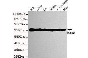 Western blot detection of TORC1 in Hela,mouse brain,S,COS7,C6 and 3T3 cell lysates using TORC1 mouse mAb (1:2000 diluted). (CRTC1 antibody)