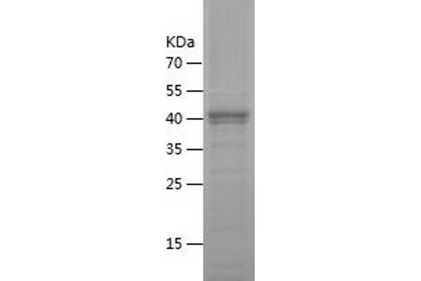 GZMA Protein (AA 29-262) (His-IF2DI Tag)