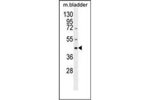 western blot analysis of SERPINB5 / Maspin Antibody (Center) in mouse bladder tissue lysates (35ug/lane). (SERPINB5 antibody  (Middle Region))