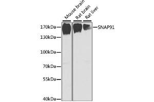 Western blot analysis of extracts of various cell lines, using SNAP91 antibody (ABIN2560041) at 1:1000 dilution.