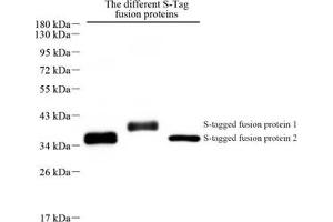 Western blot analysis of S-Tag (ABIN7075491) at dilution of 1: 500 (S-Tag antibody)