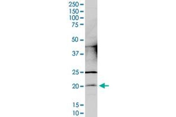 CCDC12 antibody  (AA 1-166)