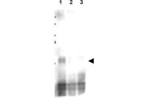 Image no. 2 for anti-CD151 (CD151) (AA 26-35), (pSer30) antibody (ABIN401337) (CD151 antibody  (pSer30))