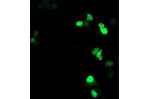 Anti-ATRIP mouse monoclonal antibody (ABIN2455756) immunofluorescent staining of COS7 cells transiently transfected by pCMV6-ENTRY ATRIP (RC223562). (ATRIP antibody  (AA 42-309))
