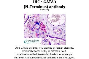 Image no. 2 for anti-GATA Binding Protein 3 (GATA3) (N-Term) antibody (ABIN1734640)