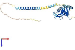 AlphaFold protein structure predicition of Mouse Recombinant Klra5 Protein, UniprotID Q60652 (Klra5 Protein (AA 1-266) (His tag))