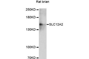 Western blot analysis of extracts of rat brain, using SLC12A2 antibody (ABIN4905174) at 1:3000 dilution. (SLC12A2 antibody)