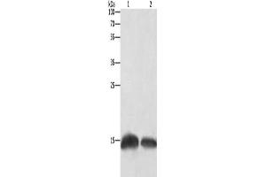Gel: 12 % SDS-PAGE, Lysate: 20 μg, Lane 1-2: Human fetal brain tissue, Hela cells, Primary antibody: ABIN7129680(H3F3C Antibody) at dilution 1/250, Secondary antibody: Goat anti rabbit IgG at 1/8000 dilution, Exposure time: 10 seconds (Histone H3.3C antibody)