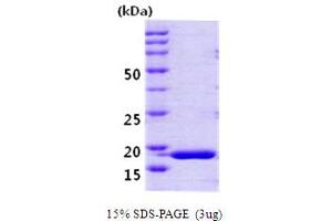 SDS-PAGE (SDS) image for Peptidylprolyl Isomerase H (Cyclophilin H) (PPIH) (AA 1-177) protein (ABIN666713)