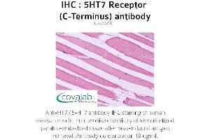 Image no. 1 for anti-5-Hydroxytryptamine (serotonin) Receptor 7 (Adenylate Cyclase-Coupled) (HTR7) (C-Term) antibody (ABIN1731384) (HTR7 antibody  (C-Term))