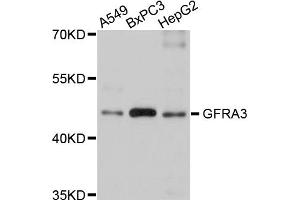Western blot analysis of extracts of various cell lines, using GFRA3 antibody (ABIN5975777) at 1/1000 dilution.