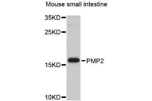 Western blot analysis of extracts of mouse small intestine, using PMP2 antibody (ABIN5995706) at 1/1000 dilution.