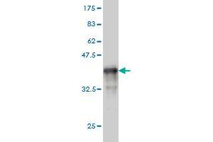 Western Blot detection against Immunogen (36. (TXNL1 antibody  (AA 190-289))