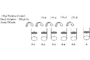 This picture shows the preparation of the positive control. (TYK2 ELISA Kit)