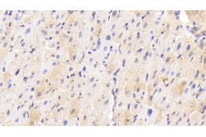 Detection of ADPN in Porcine Cardiac Muscle Tissue using Polyclonal Antibody to Adiponectin (ADPN) (ADIPOQ antibody  (AA 17-243))