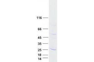 Validation with Western Blot (TMEM126A Protein (Myc-DYKDDDDK Tag))