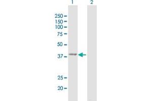 Western Blot analysis of GMDS expression in transfected 293T cell line by GMDS MaxPab polyclonal antibody. (GMDS antibody  (AA 1-372))