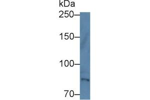 Western Blot; Sample: Human Hela cell lysate; Primary Ab: 1µg/ml Rabbit Anti-Human TEC Antibody Second Ab: 0.