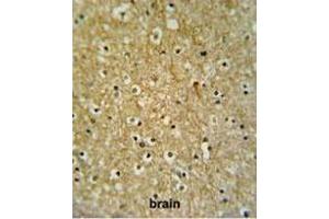 CIRH1A Antibody (N-term) IHC analysis in formalin fixed and paraffin embedded brain tissue followed by peroxidase conjugation of the secondary antibody and DAB staining. (CIRH1A antibody  (N-Term))