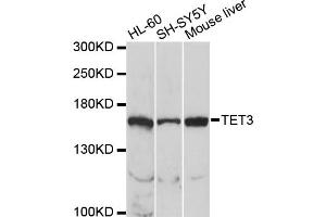 Western blot analysis of extracts of various cell lines, using TET3 antibody (ABIN2560356) at 1:1000 dilution.