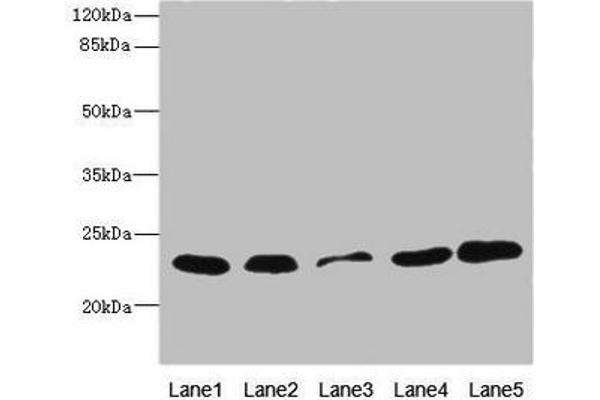 TIMM23 antibody  (AA 1-209)