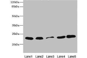 Western blot All lanes: TIMM23 antibody at 3.