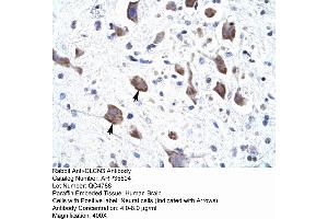 Human Brain (CLCN3 antibody  (C-Term))
