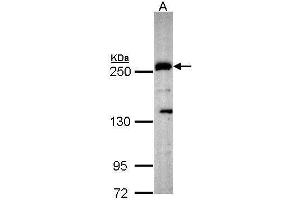 WB Image Sample (30 ug of whole cell lysate) A: Hep G2 , 5% SDS PAGE antibody diluted at 1:1000