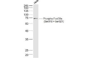 Hela lysates probed with Phospho-FoxO3a (Ser318 + Ser321) Polyclonal Antibody, Unconjugated  at 1:500 dilution and 4˚C overnight incubation. (FOXO3 antibody  (pSer318, pSer321))