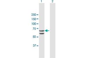 Western Blot analysis of RUNX2 expression in transfected 293T cell line by RUNX2 MaxPab polyclonal antibody. (RUNX2 antibody  (AA 1-507))