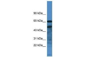 Western Blot showing Scg3 antibody used at a concentration of 1.
