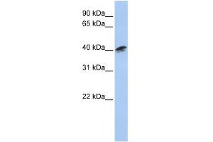 WB Suggested Anti-ACTR1A Antibody Titration: 0.