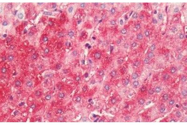 HRH4 antibody  (C-Term)